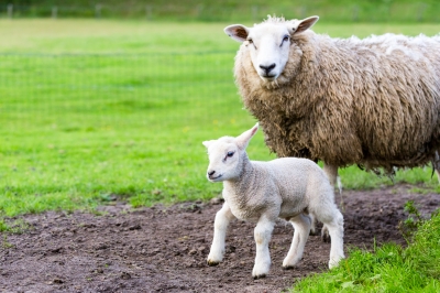 Lamb and Ewe - Sheep and Shepherds are mentioned throughout the Bible. We should take notice and learn from those passages.