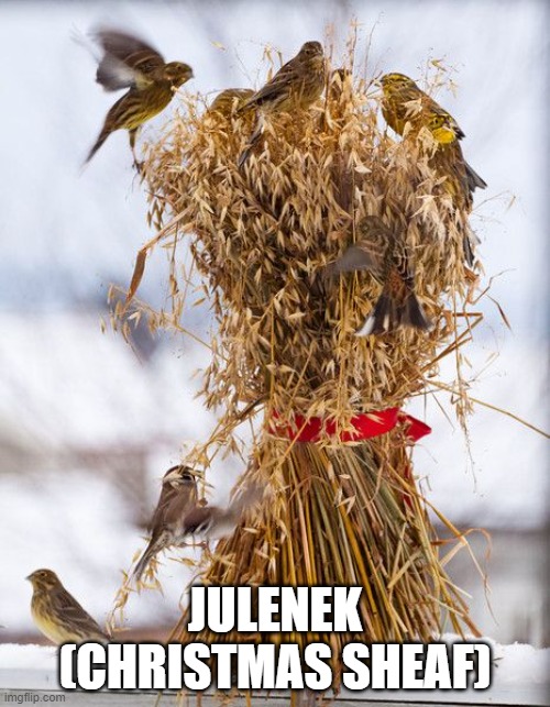 Julenek - oat sheaves bundled and often tied with a brightly covered cloth, are placed out at Christmas to feed the birds. 